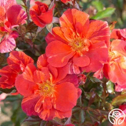 Tawny Tiger 14 Tawny Tiger -Precisiom Store Tawny Tiger 04