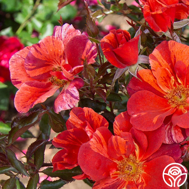 Tawny Tiger 6 Tawny Tiger - Image 6