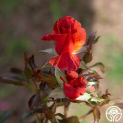 Tawny Tiger 16 Tawny Tiger -Precisiom Store Tawny Tiger 06