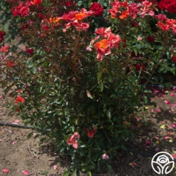 Tawny Tiger 13 Tawny Tiger -Precisiom Store Tawny Tiger 07