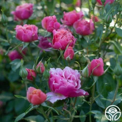 Tequila Supreme™ -Precisiom Store Tequilla Supreme 01