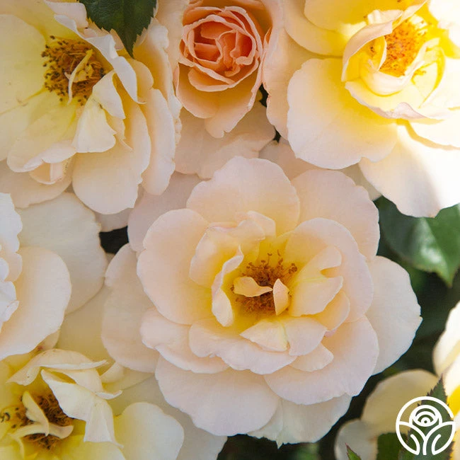 The English Lady™ 3 The English Lady™ - Image 3