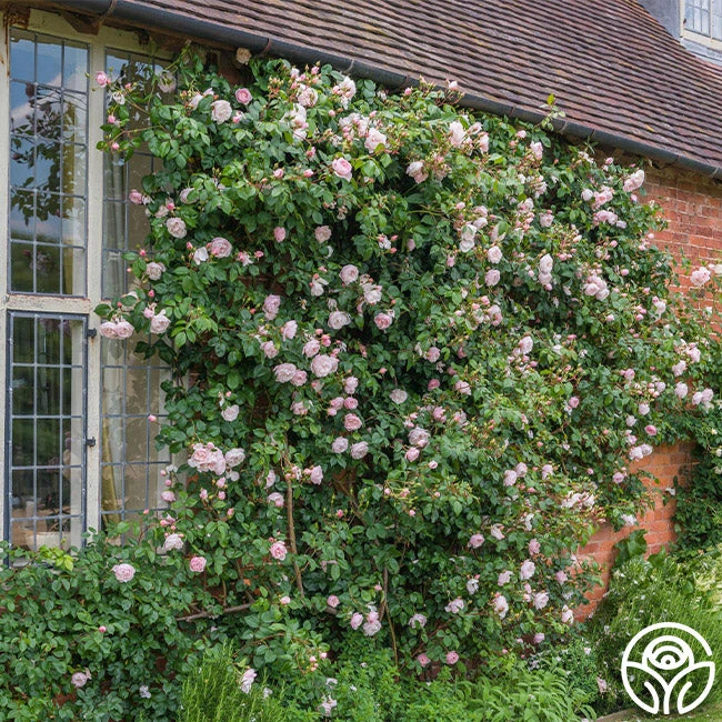 The Generous Gardener™ 2 The Generous Gardener™ - Image 2