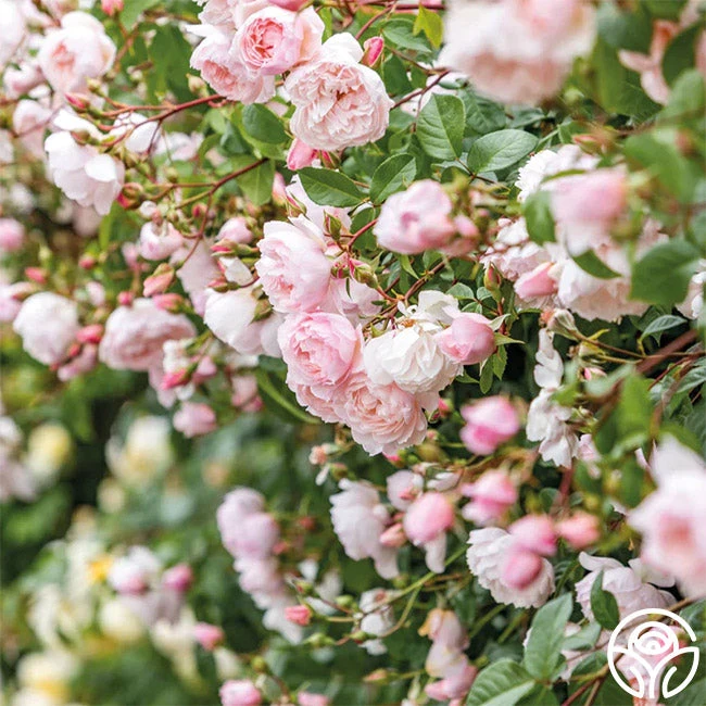 The Generous Gardener™ 3 The Generous Gardener™ - Image 3