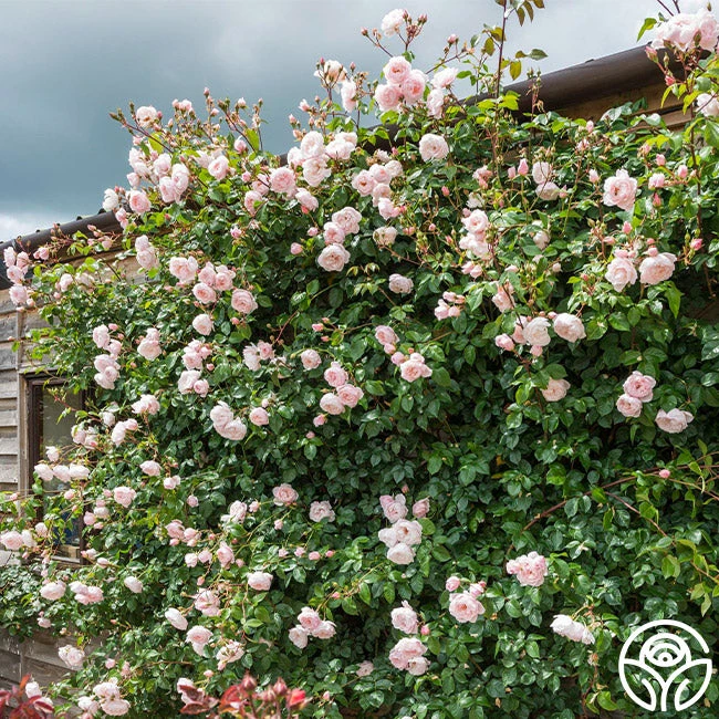 The Generous Gardener™ 6 The Generous Gardener™ - Image 6