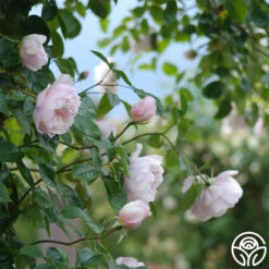 The Generous Gardener™ 22 The Generous Gardener™ -Precisiom Store The Generous Gardener 289