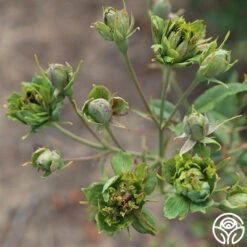 The Green Rose -Precisiom Store The Green Rose 12