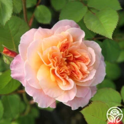 The Impressionist™ 23 The Impressionist™ -Precisiom Store The Impressionist 121