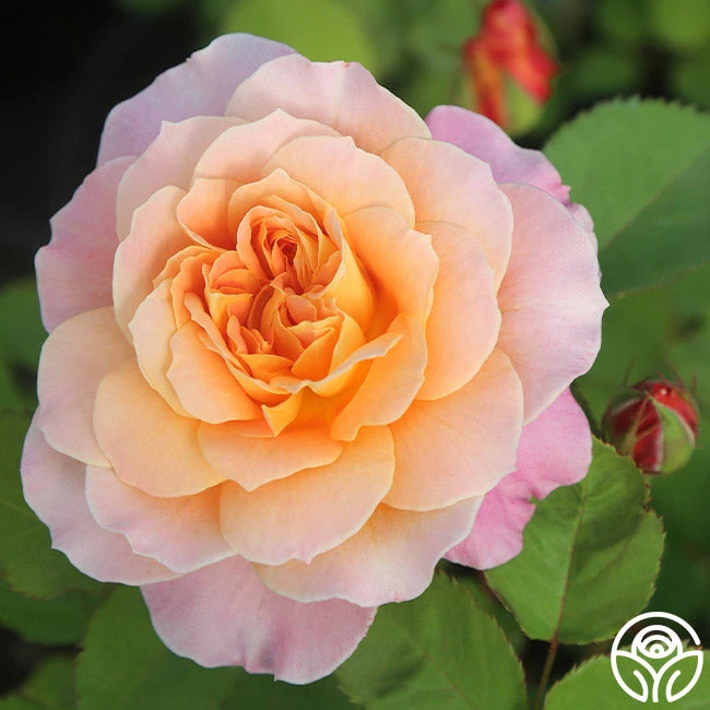 The Impressionist™ 4 The Impressionist™ - Image 4