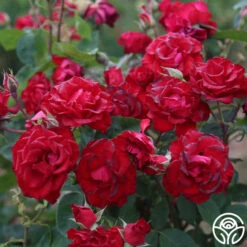 Lady In Red™ 17 Lady In Red™ -Precisiom Store The Lady In Red 4