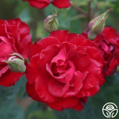 Lady In Red™ 14 Lady In Red™ -Precisiom Store The Lady In Red 8