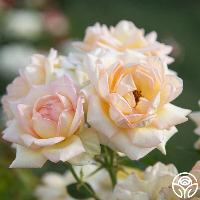 The Lady 4 The Lady - Image 4