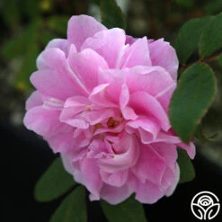 Thérèse Bugnet -Precisiom Store Therese Bugnet 2