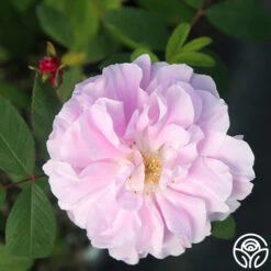 Thérèse Bugnet -Precisiom Store Therese Bugnet 5