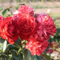 Tropical Lightning 18 Tropical Lightning -Precisiom Store Tropical Lightning 11