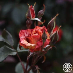 Tropical Lightning 14 Tropical Lightning -Precisiom Store Tropical Lightning 12