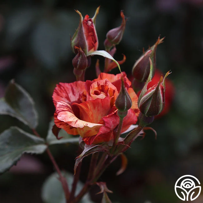 Tropical Lightning 5 Tropical Lightning - Image 5