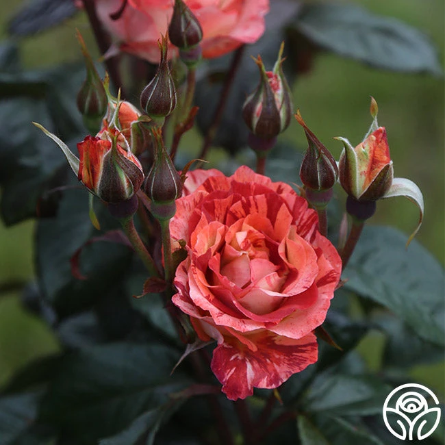 Tropical Lightning 2 Tropical Lightning - Image 2