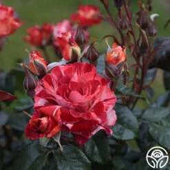 Tropical Lightning 17 Tropical Lightning -Precisiom Store Tropical Lightning 17