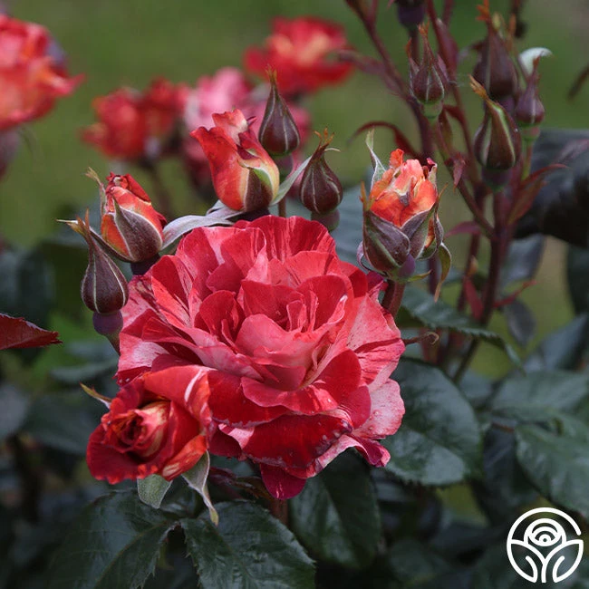 Tropical Lightning 8 Tropical Lightning - Image 8