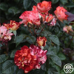 Tropical Lightning 13 Tropical Lightning -Precisiom Store Tropical Lightning 19