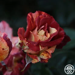 Tropical Lightning 16 Tropical Lightning -Precisiom Store Tropical Lightning 20