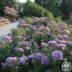 Violet's Pride™ 22 Violet's Pride™ -Precisiom Store Violet s Pride 15