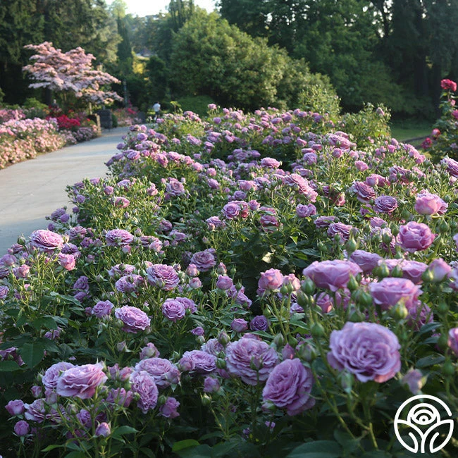 Violet's Pride™ 7 Violet's Pride™ - Image 7