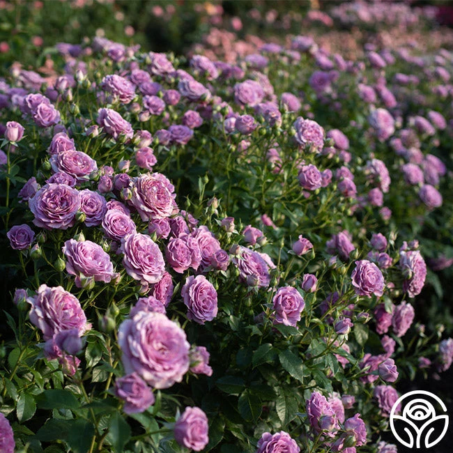 Violet's Pride™ 2 Violet's Pride™ - Image 2