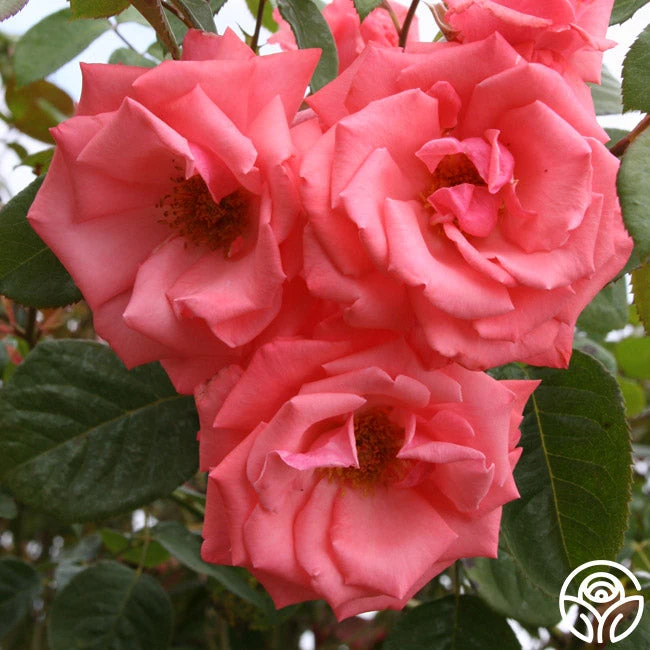 Agatha Christie 2 Agatha Christie - Image 2