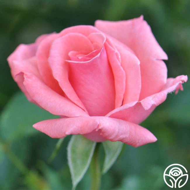 Agatha Christie 3 Agatha Christie - Image 3