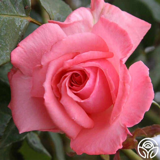 Agatha Christie 1 Agatha Christie