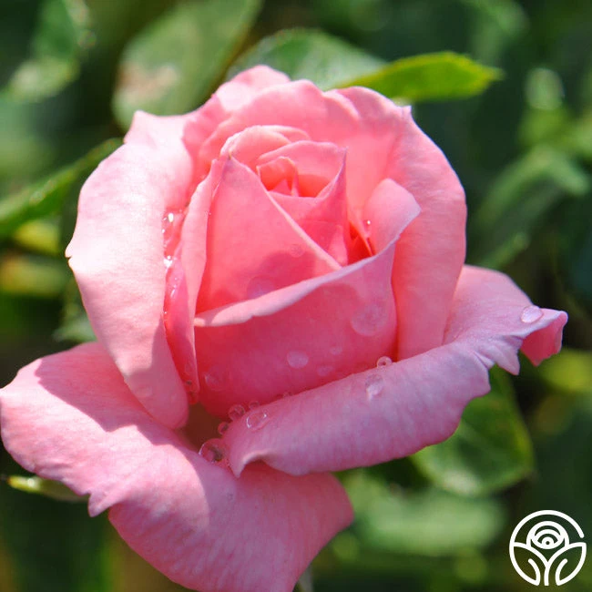 Agatha Christie 5 Agatha Christie - Image 5