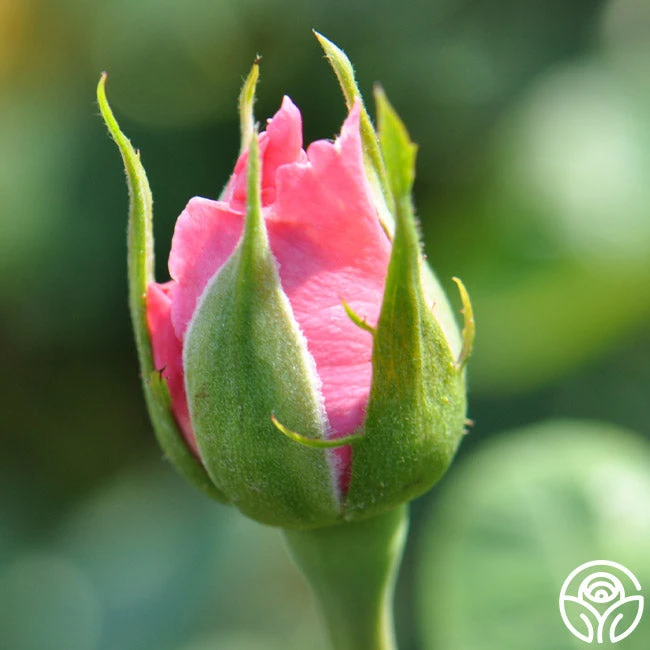 Agatha Christie 4 Agatha Christie - Image 4