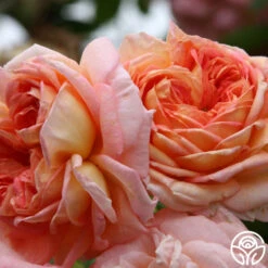 Alchymist -Precisiom Store alchymist logo 04