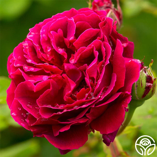 Alfred Colomb 2 Alfred Colomb - Image 2