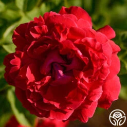 Alfred Colomb 11 Alfred Colomb -Precisiom Store alfred colomb 5 5