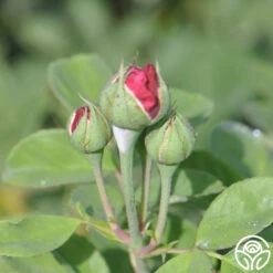 Alfred Colomb 10 Alfred Colomb -Precisiom Store alfred colomb 7