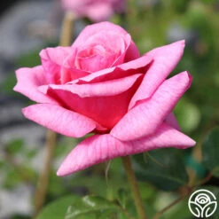 Aloha 11 Aloha -Precisiom Store aloha logo 03