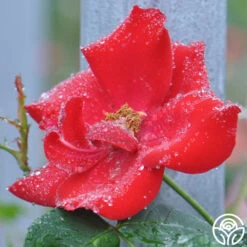 Altissimo® -Precisiom Store altissimo logo 02