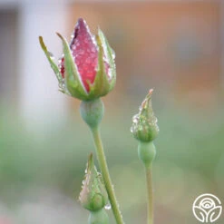 Altissimo® -Precisiom Store altissimo logo 03