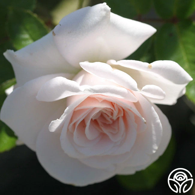 Amber Abundance® 3 Amber Abundance® - Image 3