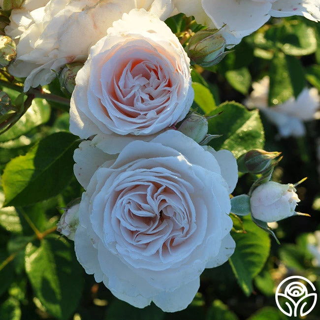 Amber Abundance® 2 Amber Abundance® - Image 2