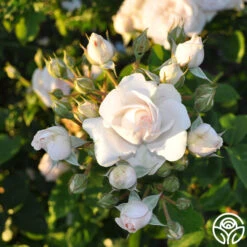 Amber Abundance® 7 Amber Abundance® -Precisiom Store amber abundance 44