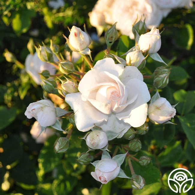 Amber Abundance® 4 Amber Abundance® - Image 4