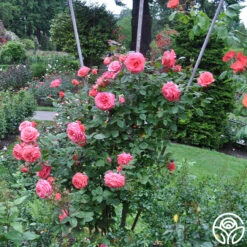 America™ -Precisiom Store america 11