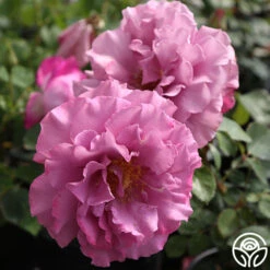 Angel Face 9 Angel Face -Precisiom Store angel face 2 1