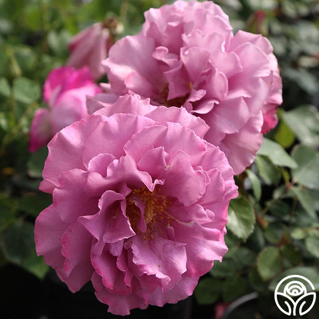 Angel Face 5 Angel Face - Image 5