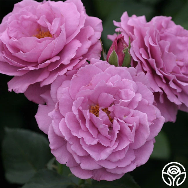 Angel Face 2 Angel Face - Image 2