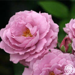 Angel Face 7 Angel Face -Precisiom Store angel face 5 1